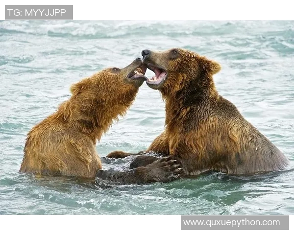 灰熊栖息地保护与生态平衡：探索灰熊在自然环境中的重要角色与未来挑战